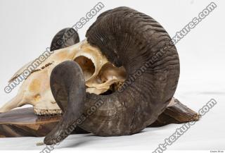 Photo Textures of Mouflon Skull Antlers